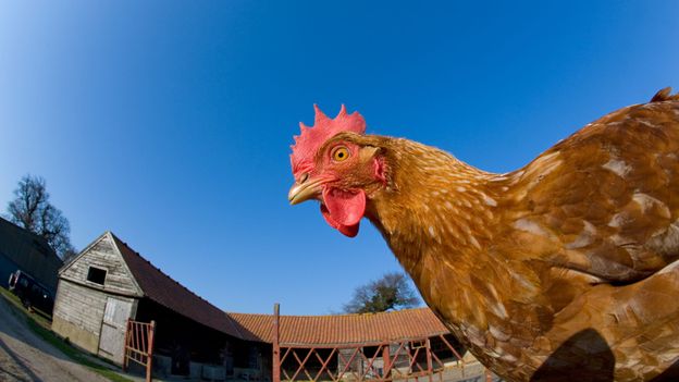 مرغ خانگی (Gallus gallus domesticus)