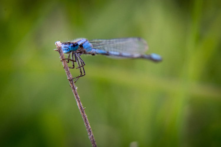 عکاسی ماکرو (Macro Photography)