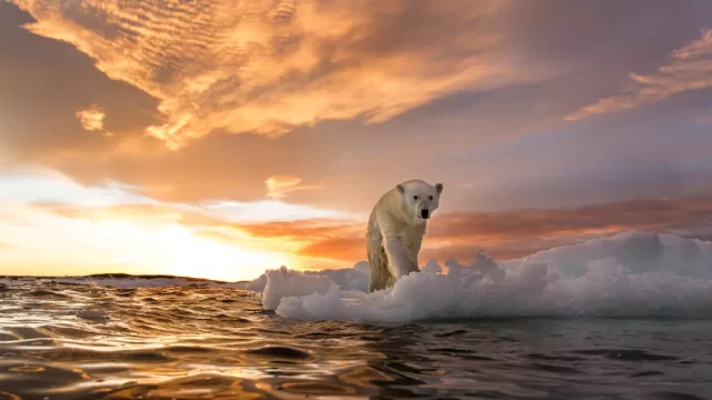 آیا امکان انقراض خرس های قطبی تا پایان قرن وجود دارد
