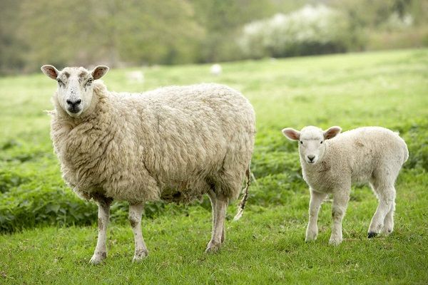 خرید گوسفند زنده به شکل کاملاً آنلاین