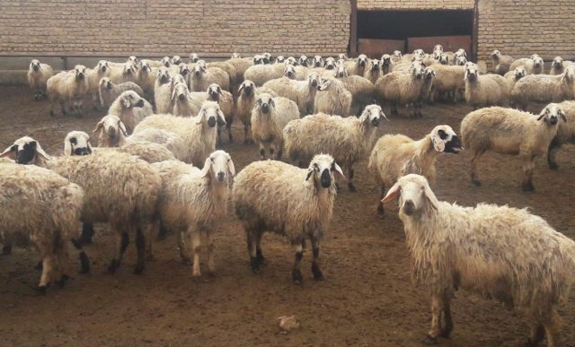 خرید گوسفند زنده و سالم از کدام سایت باشد؟