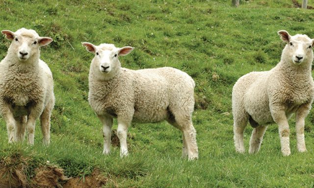 ویژگی های گوسفند سالم و روش های خرید گوسفند زنده در تهران