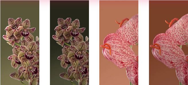 والپیپرهای Live Bloom Pixel