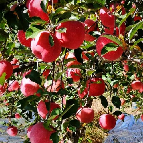 بررسی کاشت نهال سیب در شهر مشهد