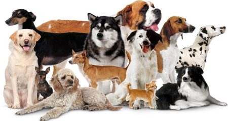 معاینات لازم پزشکی برای حیوانات خانگی و سگ ها